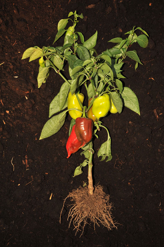 Урок «Гербарий» Пакет