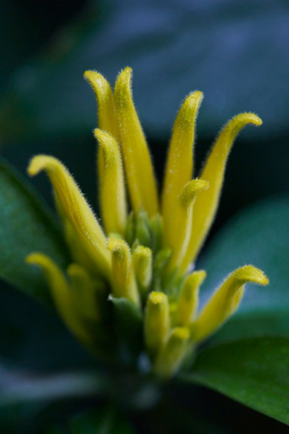 Коллекция «ПРИКОСНОВЕНИЕ». Лена Сми интерьерный и портретный фотограф. Москва и Санкт-Петербург