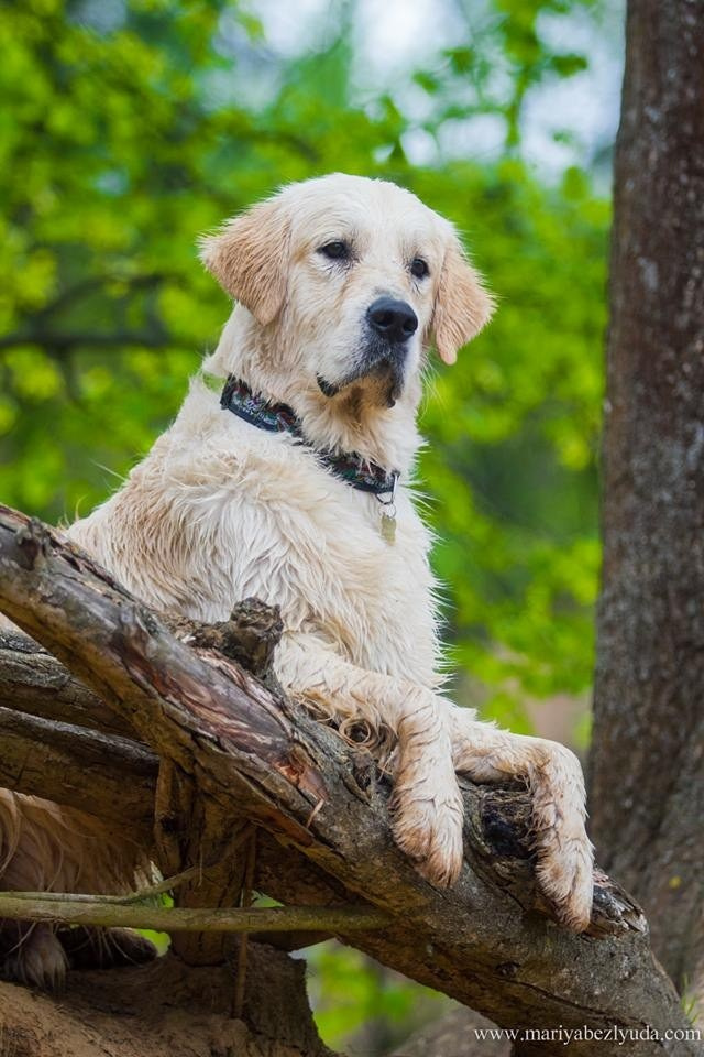 На природе. Семейный и детский фотограф в Москве Мария Быкова
