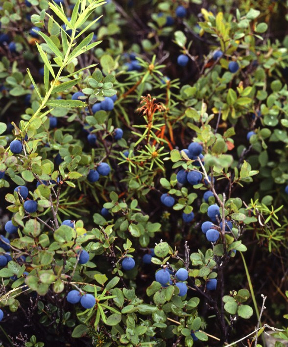Лето. ВАДИМ ГИППЕНРЕЙТЕР — ВЕЛИКИЙ ФОТОГРАФ ЗЕМЛИ РУССКОЙ