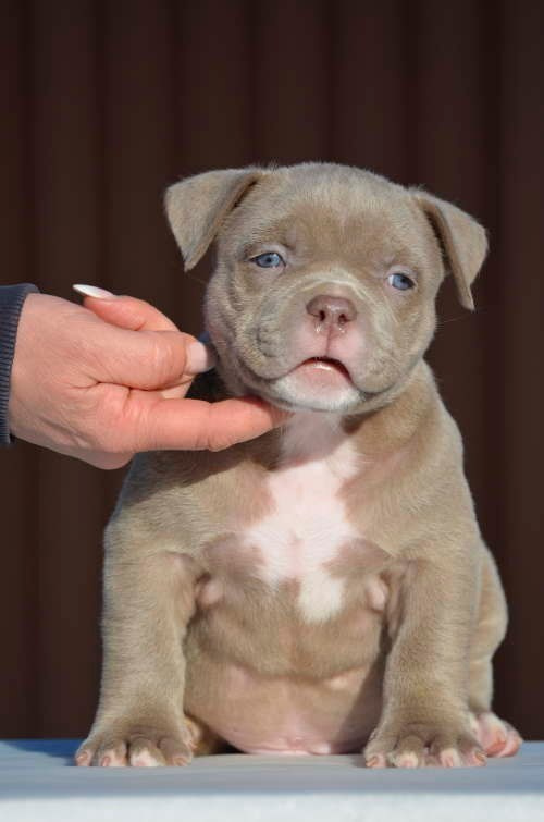 Дети Камелия. ПИТОМНИК СОБАК ПОРОДЫ АМЕРИКАНСКИЙ БУЛЛИ