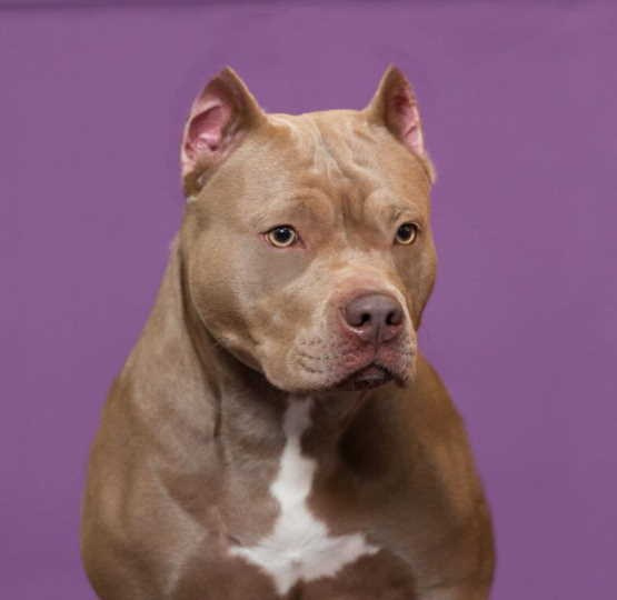 продажа щенков стандарт американских булли 