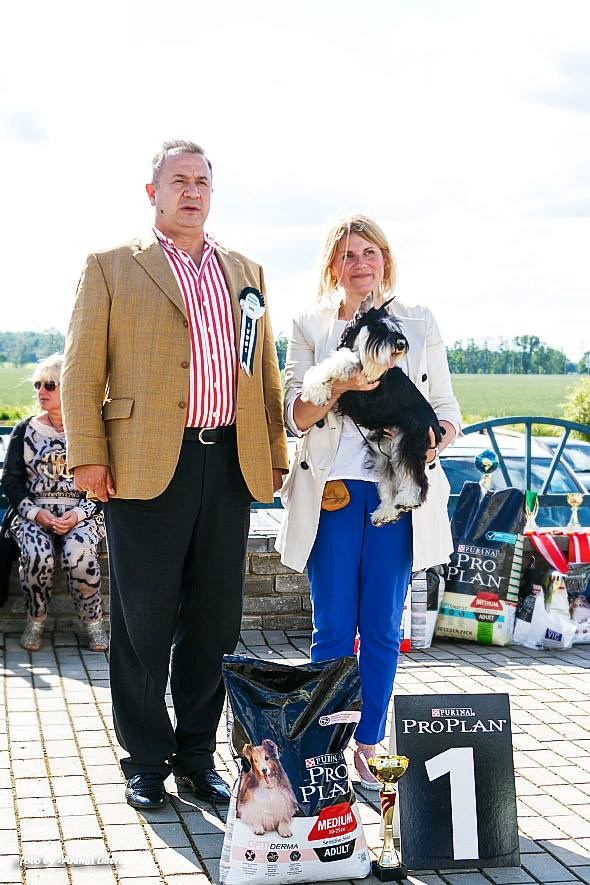 Арчи/Delinso Balance Archibald. Питомник цвергшнауцеров в Беларуси «Делинсо Бэлэнс»