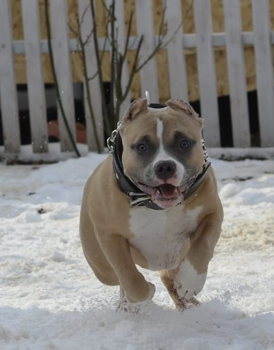 Челси. ПИТОМНИК СОБАК ПОРОДЫ АМЕРИКАНСКИЙ БУЛЛИ