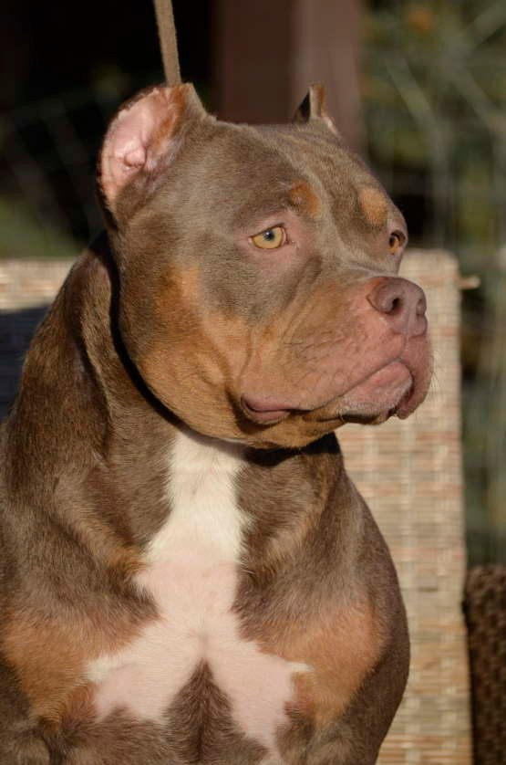 щенок булли американский из питомника в Севастополе 