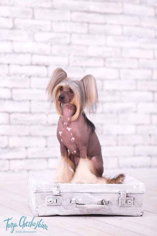 Нерону (Zlato Dinastii Neron) — 14 лет. Поздравляем тебя, наш знаменитый папа!. Питомник китайских хохлатых собак Poale Ell: купить щенка