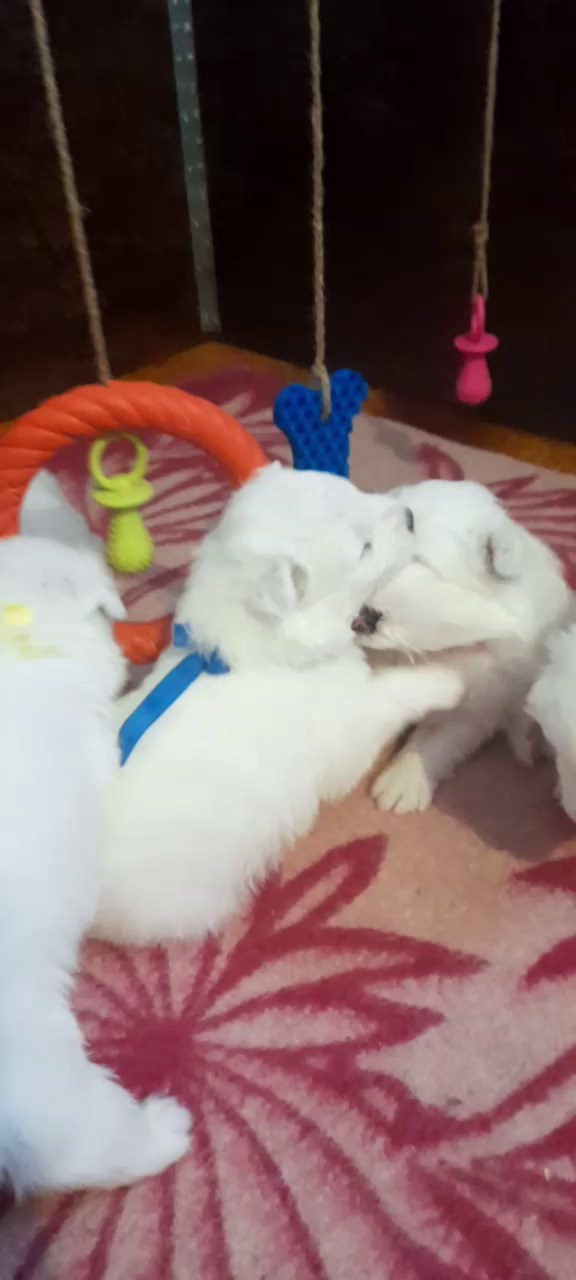 Помет «Р» 04.10.2023 д. р. Самоед Новосибирск