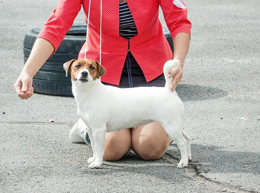 UNIKA LARKY ONLINE. КАНЕ МАЭСТРО — питомник Джек рассел терьеров