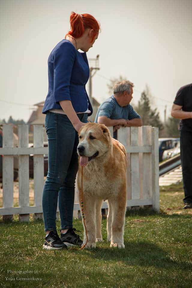 Монопородные выставки. Фотограф-анималист Юлия Германика