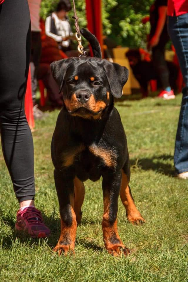 Монопородные выставки. Фотограф-анималист Юлия Германика