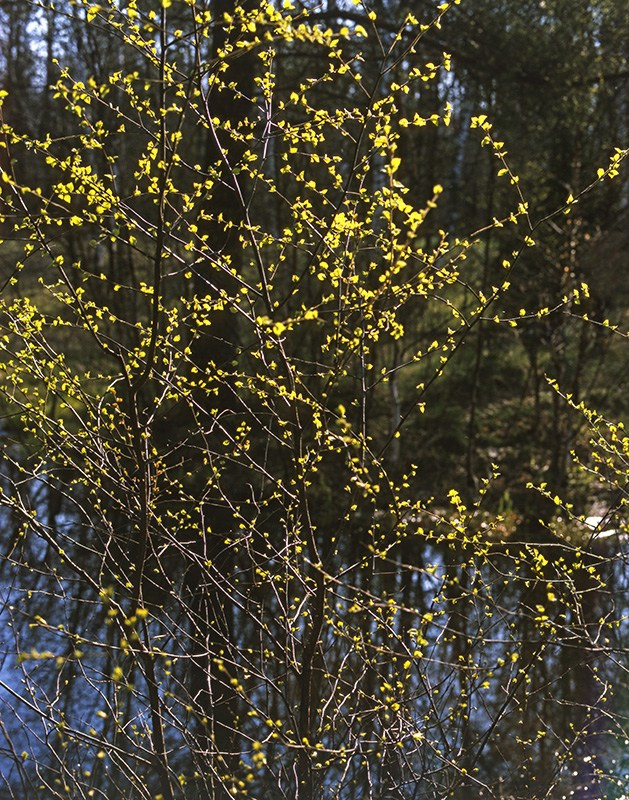 Весна. ВАДИМ ГИППЕНРЕЙТЕР — ВЕЛИКИЙ ФОТОГРАФ ЗЕМЛИ РУССКОЙ