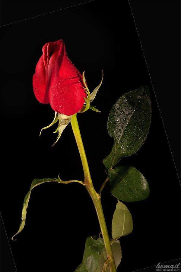 NUDE collage. Фотограф в жанре НЮ Некрасов Михаил (hemail)