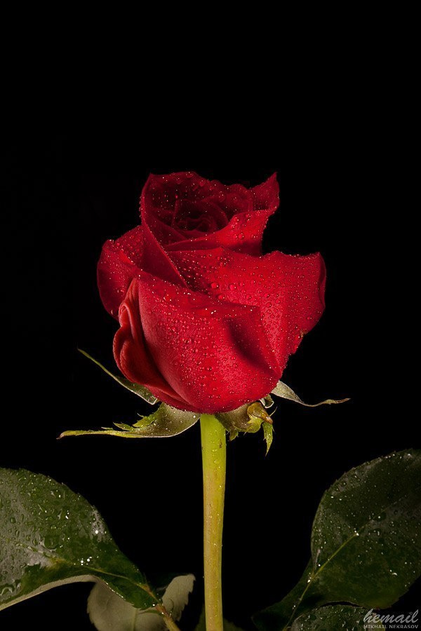 NUDE collage. Фотограф в жанре НЮ Некрасов Михаил (hemail)