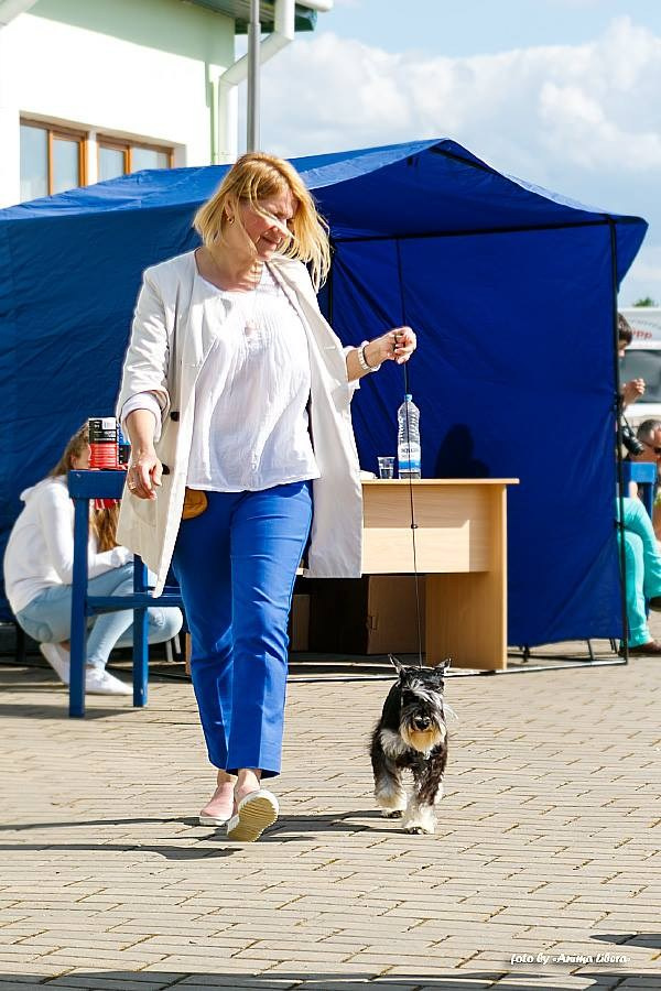 Арчи/Delinso Balance Archibald. Питомник цвергшнауцеров в Беларуси «Делинсо Бэлэнс»