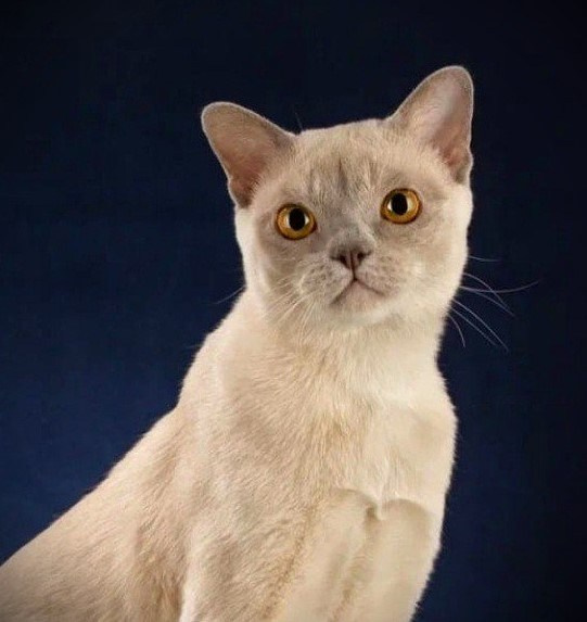 Котёнок американской бурмы. Las Burmas — питомник американской бурмы традиционных линий