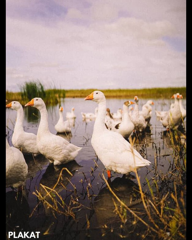 @gynbinaev_photographer