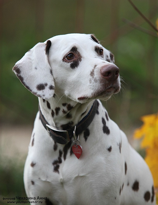 Анималистика. Профессиональный фотограф Чехарина Анна / pro photographer Chekharina