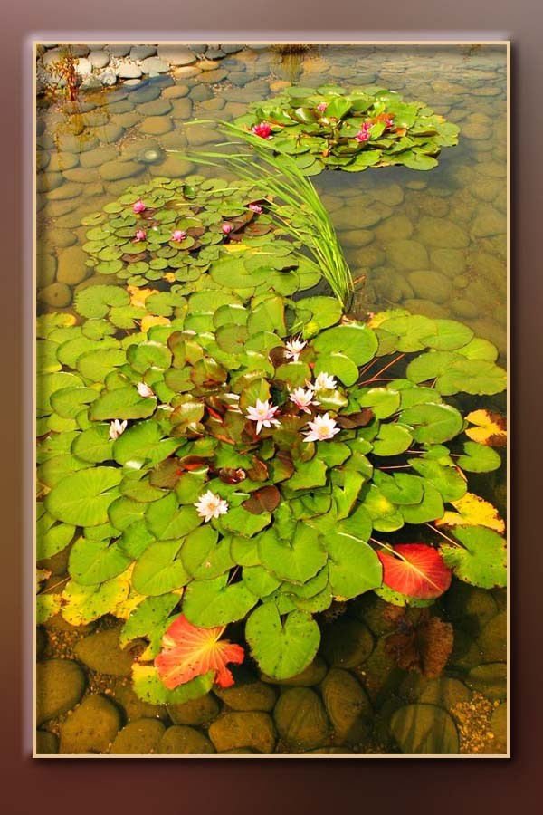 Ландшафтный дизайн. Skazka.wfolio.pro