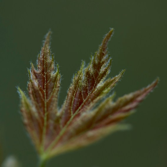 Коллекция «ПРИКОСНОВЕНИЕ». Лена Сми интерьерный и портретный фотограф. Москва и Санкт-Петербург