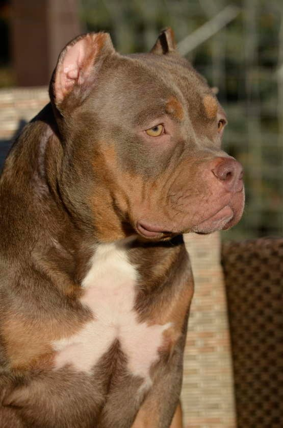 вязка булли American Bully в питомнике в Севастополе