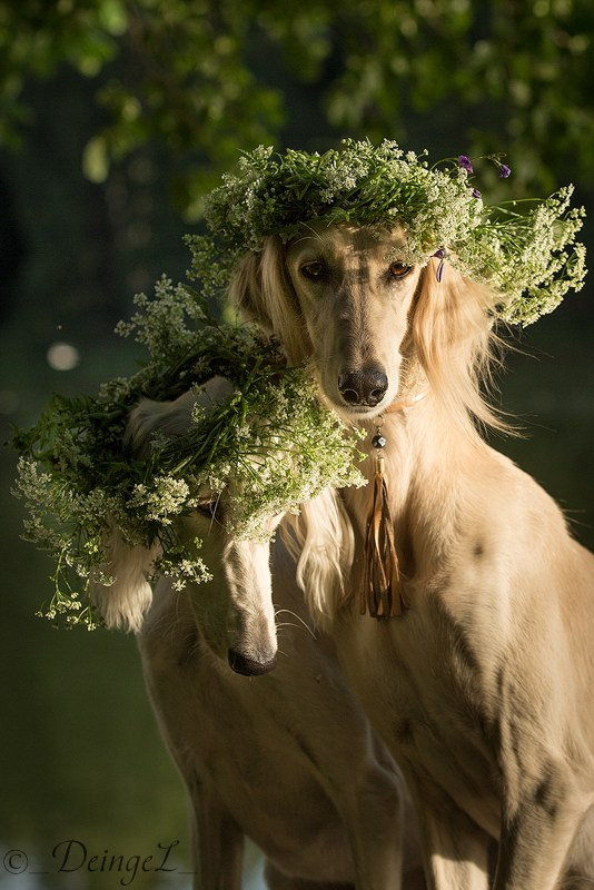 Съёмки собак на природе. Фотограф-анималист Natalia Deingel | Фотосъемка собак в Москве