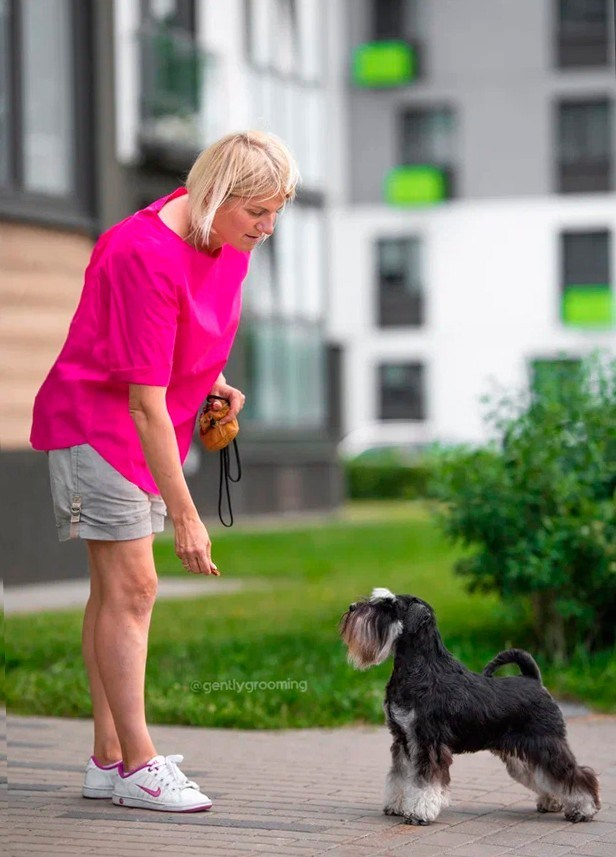 Питомник Делинсо Бэлэнс, щенки цвергшнауцера, купить щенка цвергшнауцера, питомник цвергшнауцеров, кобель цвергшнауцера для вязки, щенок цвергшнауцера, питомник цвергшнауцеров, черный с серебром, цверг, лучший питомник в беларуси