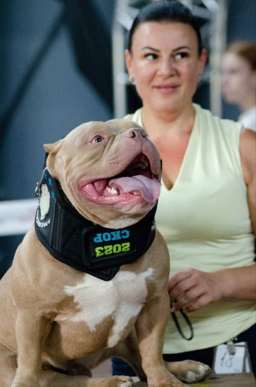 официальный питомник ABKC по американским буллям