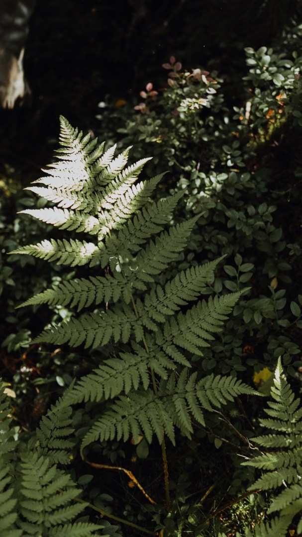 Главный Уральский Хребет