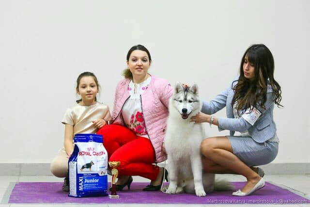 Племенная книга питомника Ice Fantasy. Купить щенка Вельш-корги-кардиган в семейном питомнике — Ice Fantasy