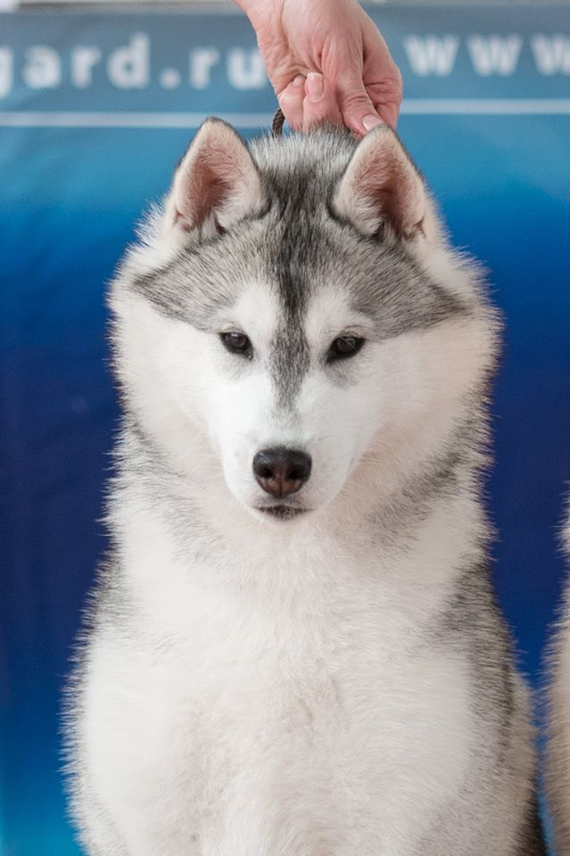 Племенная книга питомника Ice Fantasy. Купить щенка Вельш-корги-кардиган в семейном питомнике — Ice Fantasy