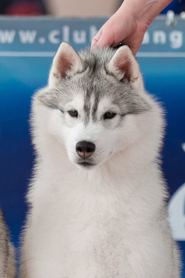 Племенная книга питомника Ice Fantasy. Купить щенка Вельш-корги-кардиган в семейном питомнике — Ice Fantasy