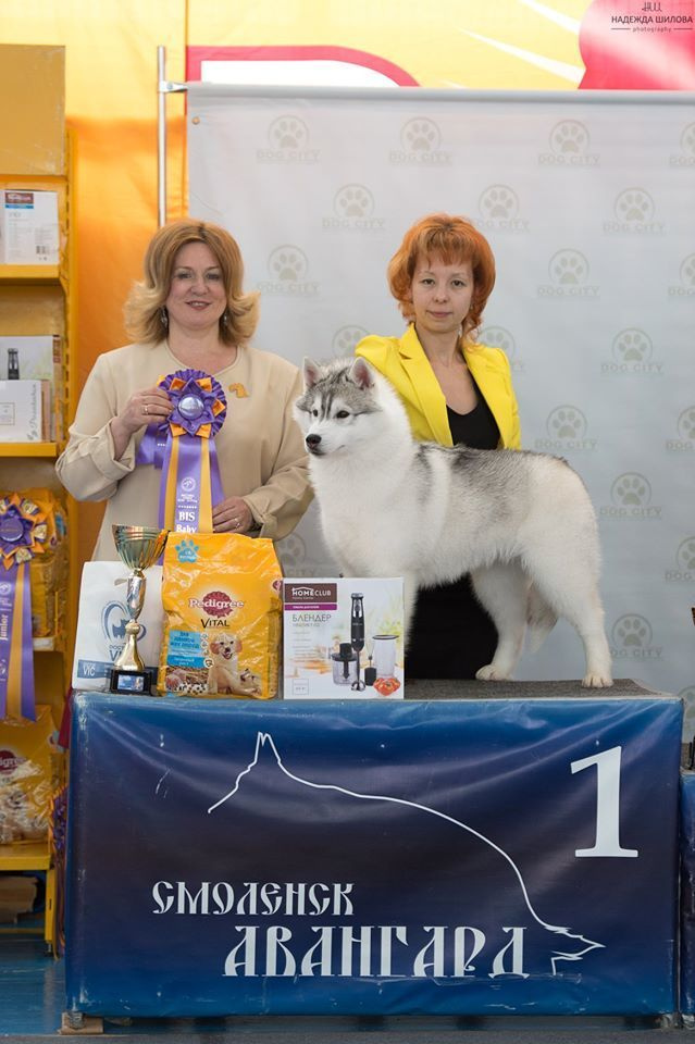 Племенная книга питомника Ice Fantasy. Купить щенка Вельш-корги-кардиган в семейном питомнике — Ice Fantasy