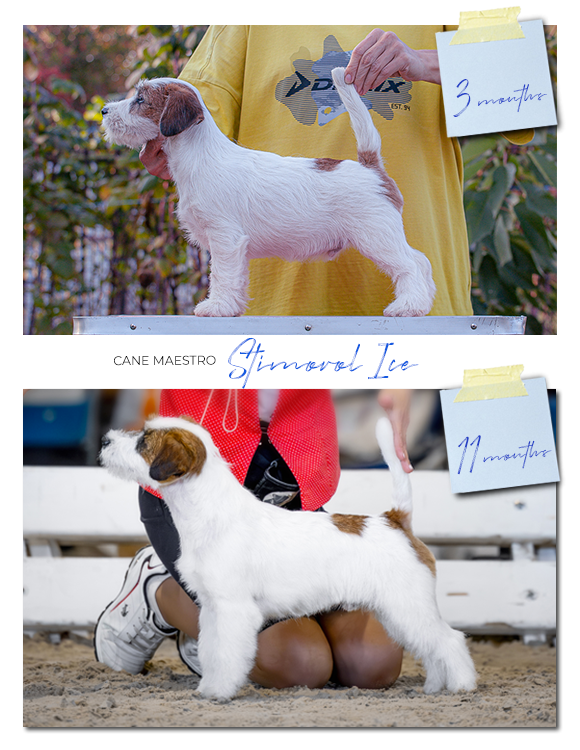 Жесткошерстный. б/рыж. Джек рассел терьер. КАНЕ МАЭСТРО СТИМОРОЛ АЙС. КАНЕ МАЭСТРО — питомник Джек рассел терьеров