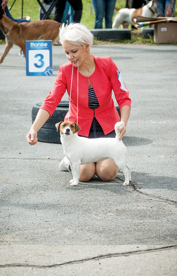 UNIKA LARKY ONLINE. КАНЕ МАЭСТРО — питомник Джек рассел терьеров