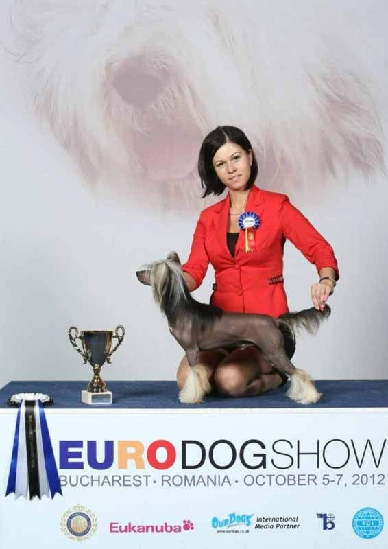 Нерону (Zlato Dinastii Neron) — 14 лет. Поздравляем тебя, наш знаменитый папа!. Питомник китайских хохлатых собак Poale Ell: купить щенка