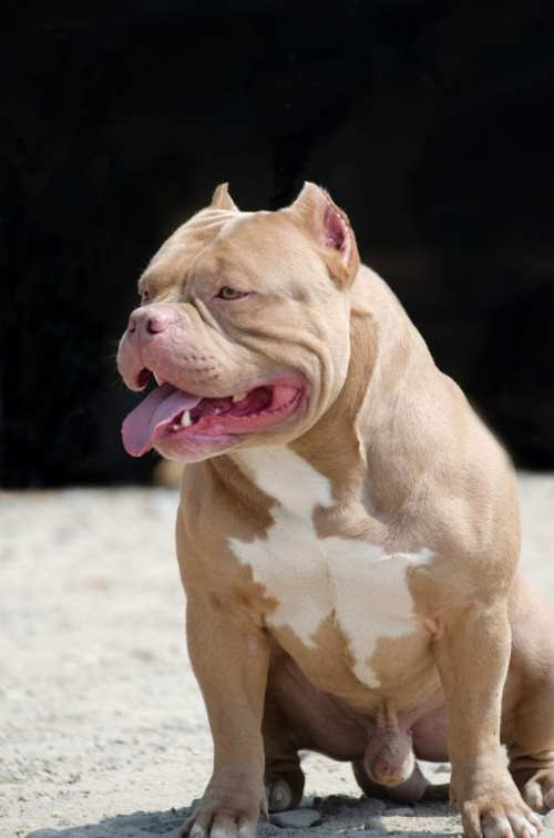 питомник American Bully в Севастополе