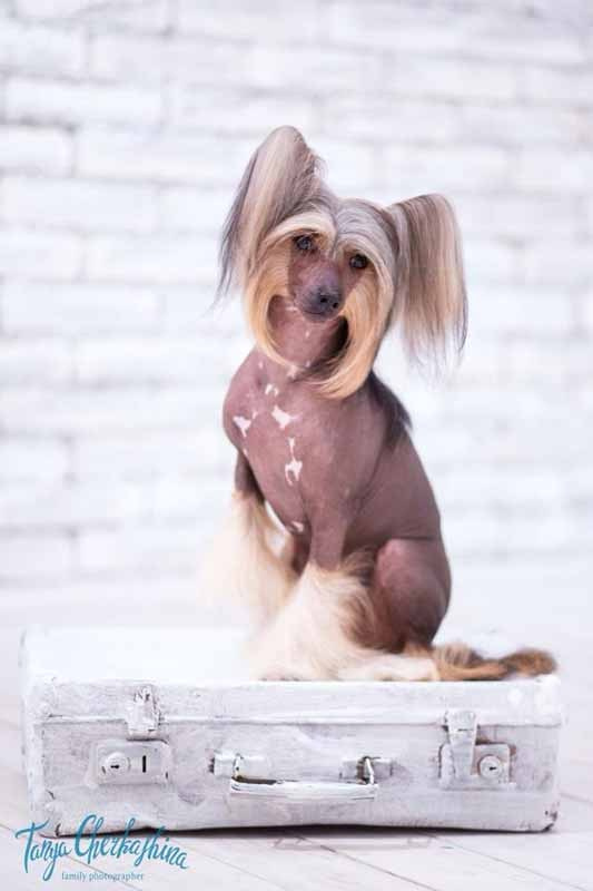 Нерону (Zlato Dinastii Neron) — 14 лет. Поздравляем тебя, наш знаменитый папа!. Питомник китайских хохлатых собак Poale Ell: купить щенка