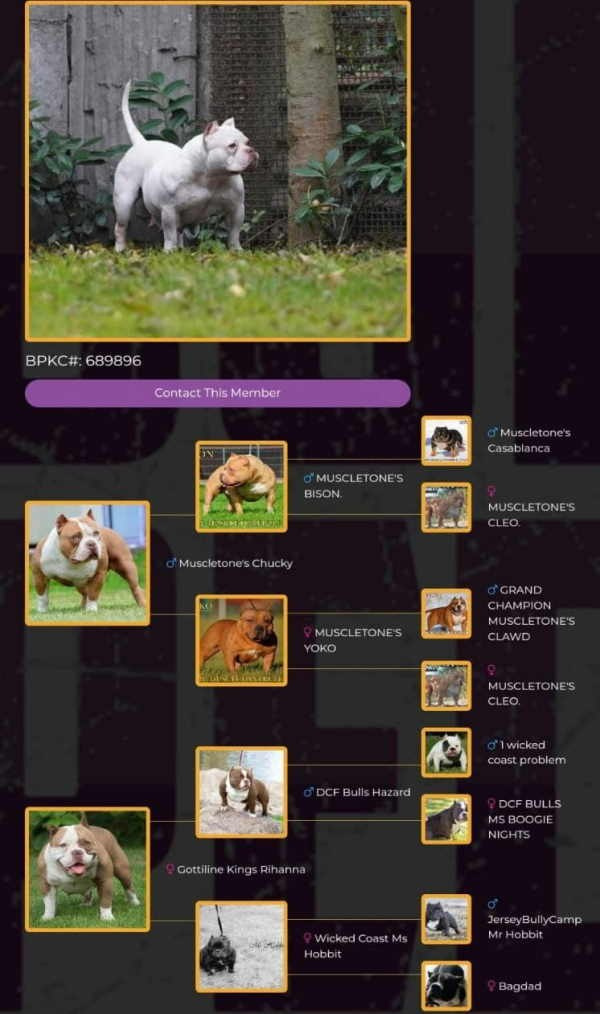 вязка американский булли стандарт в Армении 