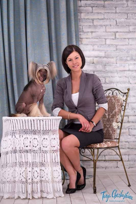 Нерону (Zlato Dinastii Neron) — 14 лет. Поздравляем тебя, наш знаменитый папа!. Питомник китайских хохлатых собак Poale Ell: купить щенка