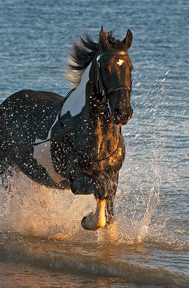лошади, horses, Pferde