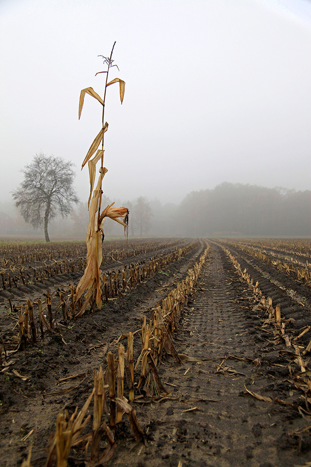 landscape, Landschaft, пейзаж, Германия, Germany, Deutschland, NRW, photo, фото