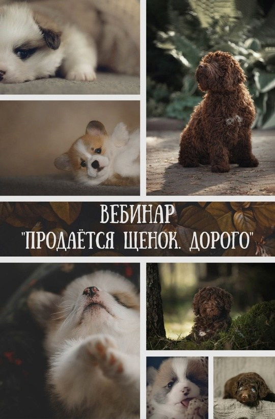 съемка собак