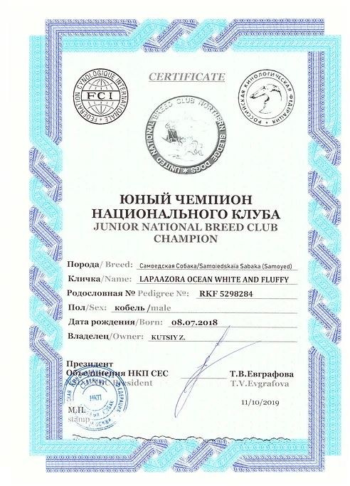 Родители / Щенки. Самоед Новосибирск