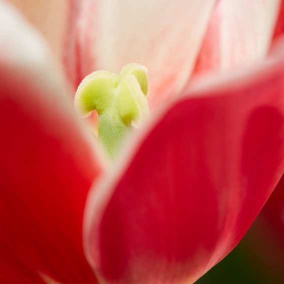 Коллекция «ПРИКОСНОВЕНИЕ». Лена Сми интерьерный и портретный фотограф. Москва и Санкт-Петербург