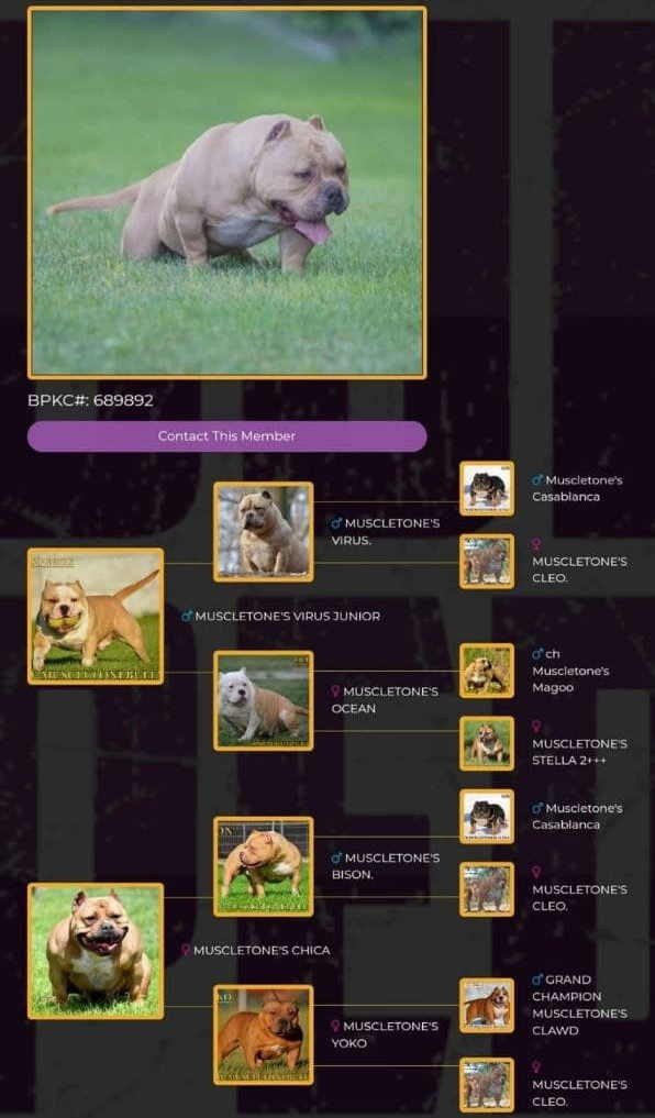 купить щенка Американский булли в Армении