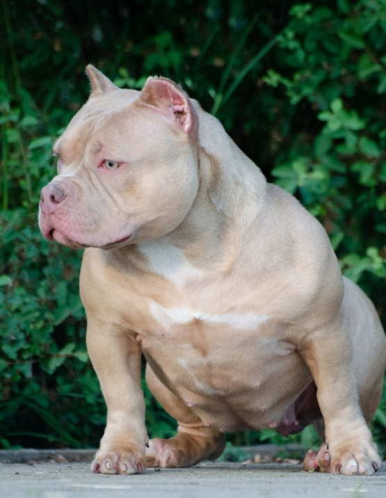сука American Bully в типе покет 