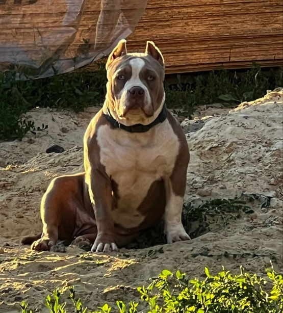 официальный питомник American Bully в Челябинске 