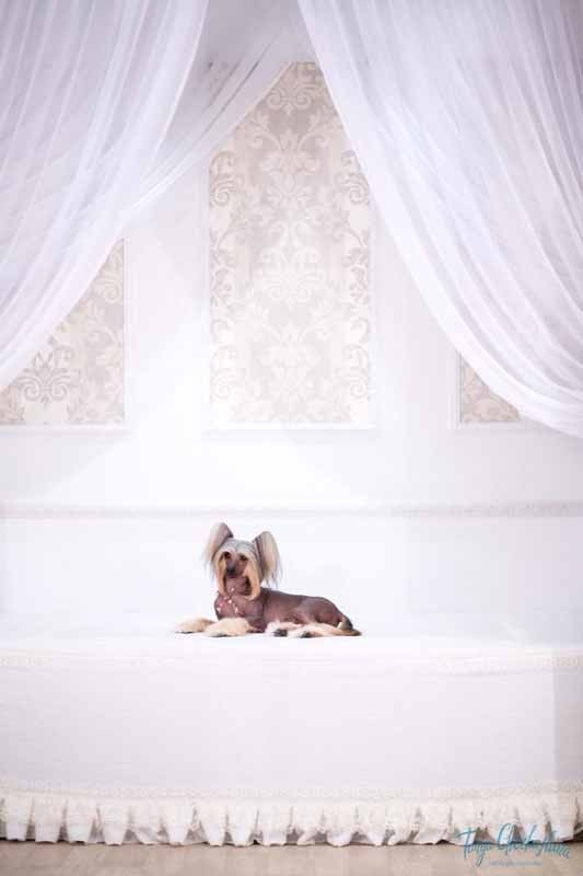 Нерону (Zlato Dinastii Neron) — 14 лет. Поздравляем тебя, наш знаменитый папа!. Питомник китайских хохлатых собак Poale Ell: купить щенка