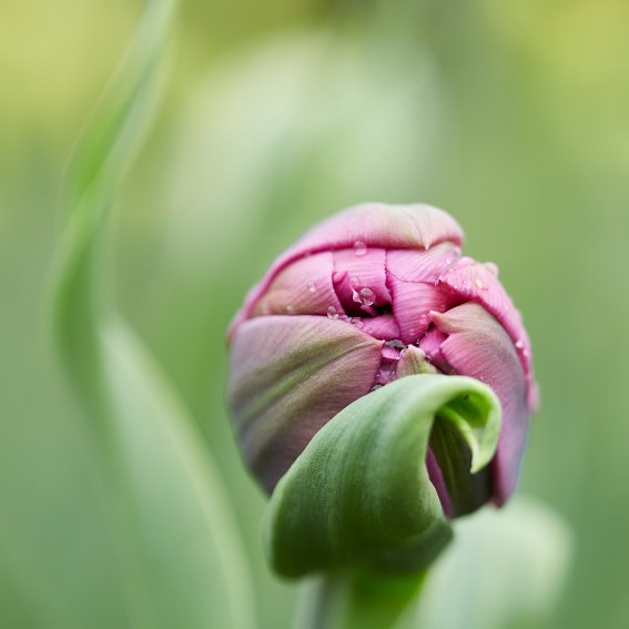 Коллекция «ПРИКОСНОВЕНИЕ». Лена Сми интерьерный и портретный фотограф. Москва и Санкт-Петербург