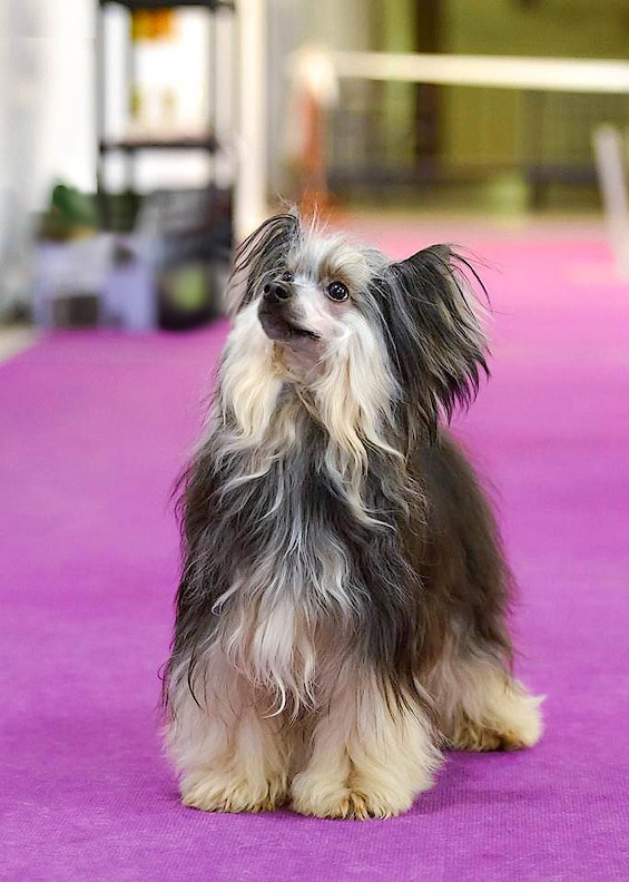 Poale Ell Bazhen. Chinese Crested Dog Kennel Poale Ell